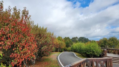 小笠原觀景平台的臺灣紅榨楓約紅4成