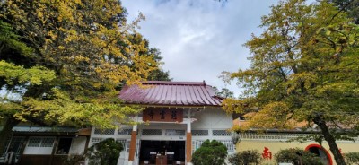 慈雲寺前銀杏逐漸轉黃