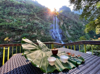 「茶體驗會」，一同來烏來瀑布前品茶論茶經(烏來林業生活館提供)