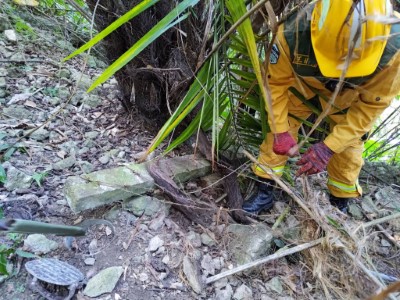森林護管員拆除山豬吊陷阱