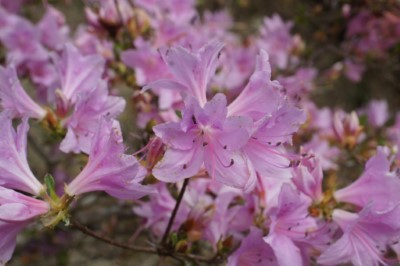 觀霧地區細葉杜鵑開花情形