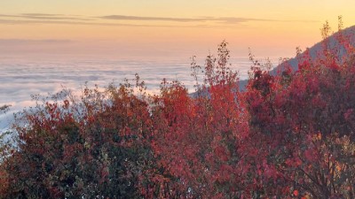 大雪山楓紅雲海