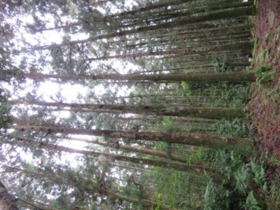 東眼山國家森林遊樂區的柳杉林