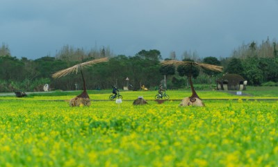 大農大富平地森林園區內，大面積舖滿金黃油菜花為底色，襯托創作家達鳳‧旮赫地為故鄉太巴塱創作「永恆的忻星」之藝術品。