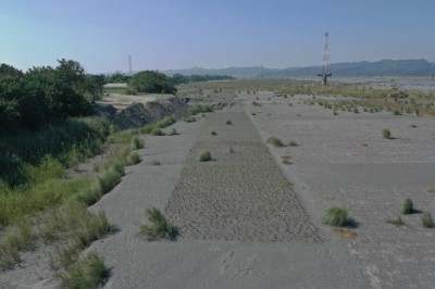 河床沙地上的原生草種堅忍不拔