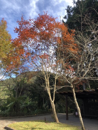 藤枝楓紅