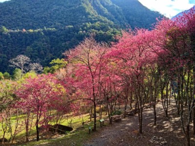 八仙山國家森林遊樂區櫻花