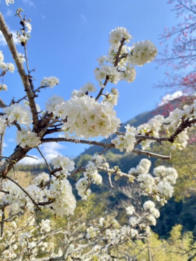 八仙山園區內李花