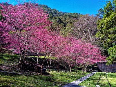 園區小櫻花林森林浴步道