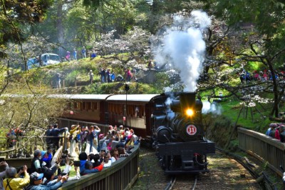阿里山櫻花蒸汽火車(黃源明拍攝)