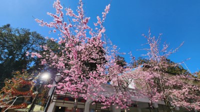 香林服務區阿龜櫻目前盛開(花期至3月中)