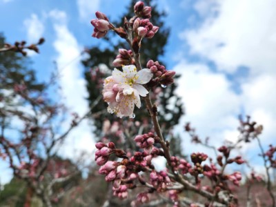 唐實櫻每年總在櫻王「染井吉野櫻」綻放前優先盛開，目前已開花2-3成，預計2月下旬至3月初盛開