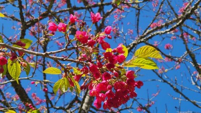 山櫻花為阿里山地區花期較早的櫻花，每年2月上旬至3月中綻放，目前於阿里山國家森林遊樂區已盛開，推薦觀賞地點為阿里山工作站前或沼平公園