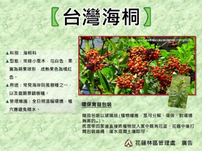 台灣海桐