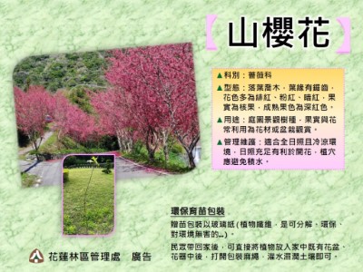 山櫻花