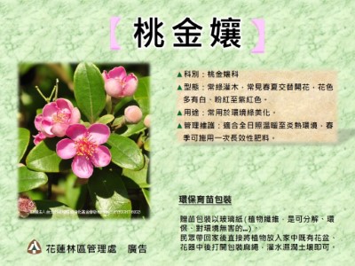 桃金孃