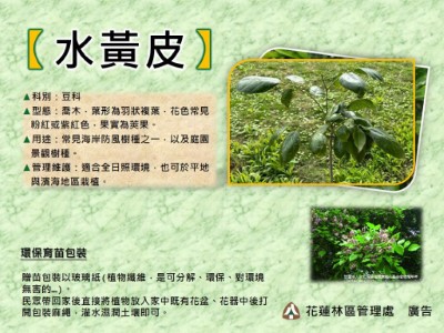 水黃皮
