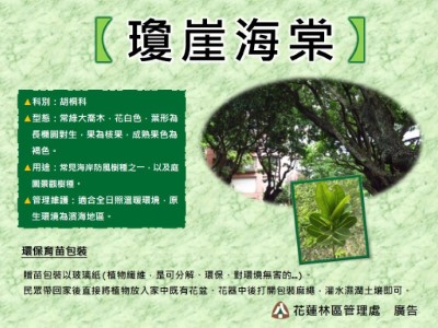 瓊崖海棠