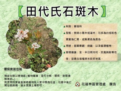 田代氏石斑木