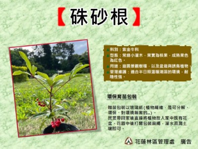 硃砂根