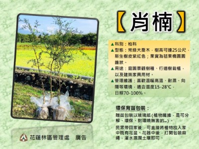 肖楠
