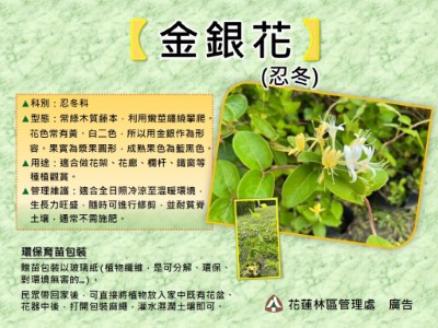 金銀花
