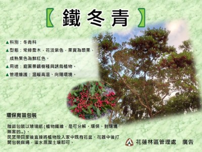 鐵冬青