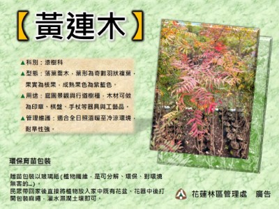 黃連木