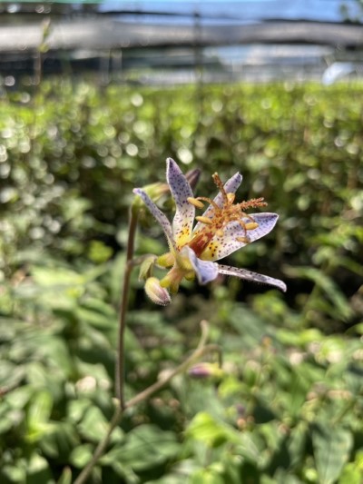 2023植樹月贈苗樹種-臺灣油點草