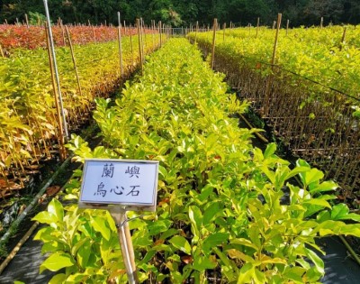 2023植樹月贈苗樹種-蘭嶼烏心石