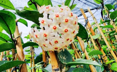 2023植樹月贈苗樹種
