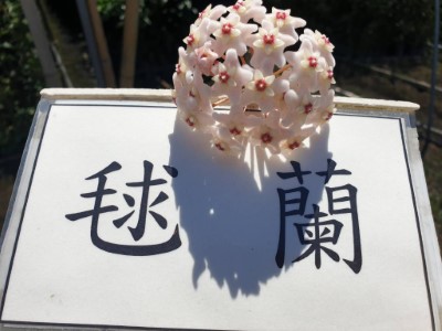 毬蘭