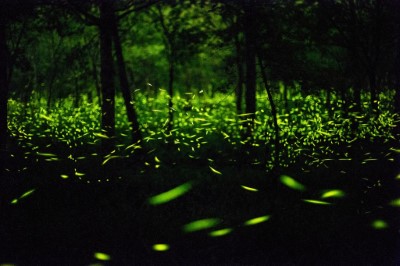 夜訪大農大富夢幻螢光齊飛舞(攝影：林柏偉)