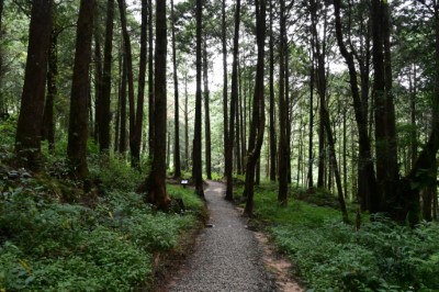 全臺第一條森林療癒步道「水山療癒步道」將於3月11日啟用，讓民眾充分利用五感體驗大自然療癒身心