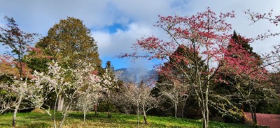 沼平公園山櫻花與白木蘭交錯妝點