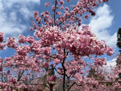 粉色系櫻花阿龜櫻搭配上藍天白雲