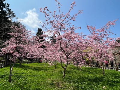 阿里山工作站前阿龜櫻盛開