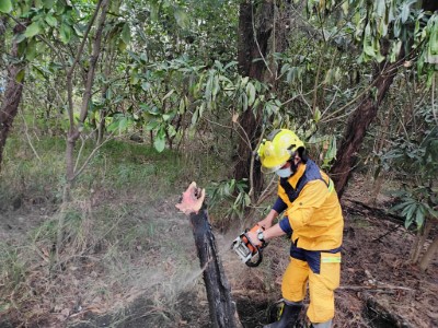 森林護管員鋸切開林木確認內部悶燒情形，避免死灰復燃