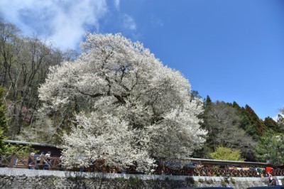 111年觀霧山莊前方霧社櫻滿開(新竹林區管理處提供)