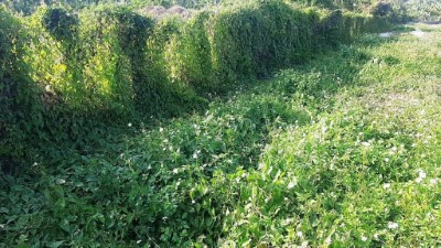 02_小花蔓澤蘭於農地蔓延