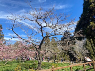 櫻王染井吉野櫻已略有開花，預計下週起陸續盛開