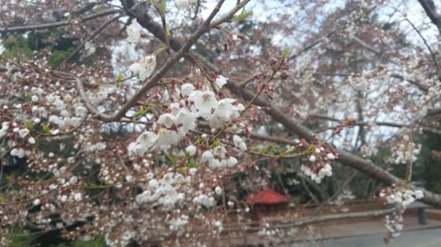 雪白霧社櫻陸續盛開