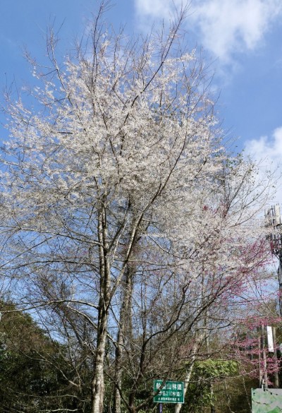 霧社櫻雪白盛放著迎接旅人