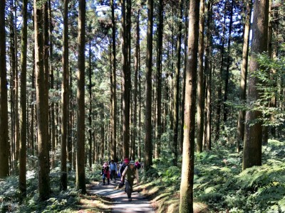 芬多精滿滿的東眼山國家森林遊樂區