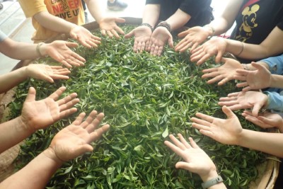 藤枝山茶體驗系列活動1