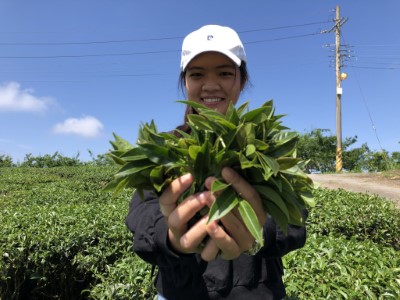藤枝山茶體驗系列活動2