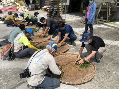 藤枝山茶體驗系列活動3