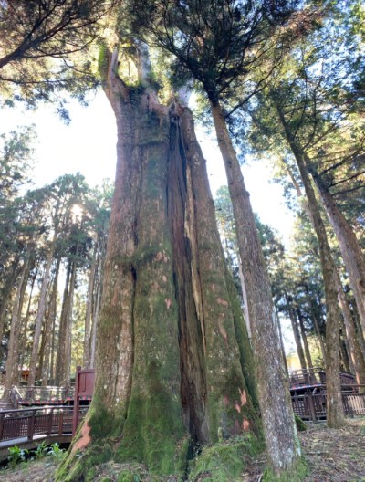 香林神木經最新技術評估樹齡為626年