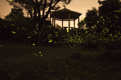東眼山園區內飛舞的螢火蟲們_東眼山自然教育中心提供