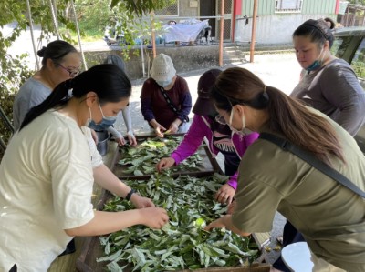 宜蘭縣南澳鄉比亞毫部落永續發展協會號召部落學員參與傳統香料植物tana(食茱萸)的認識與應用課程